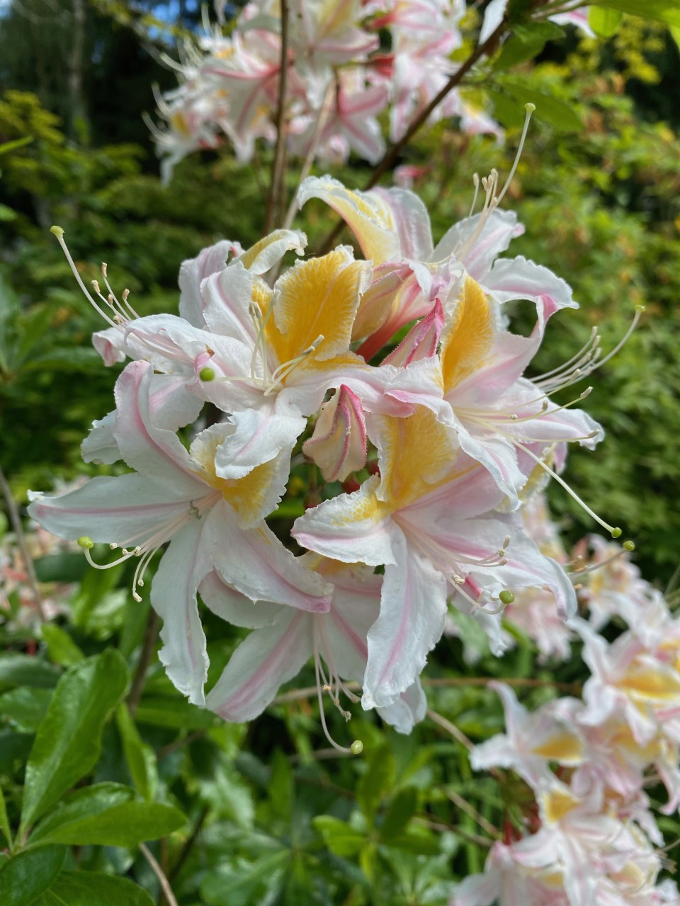 R. occidentale